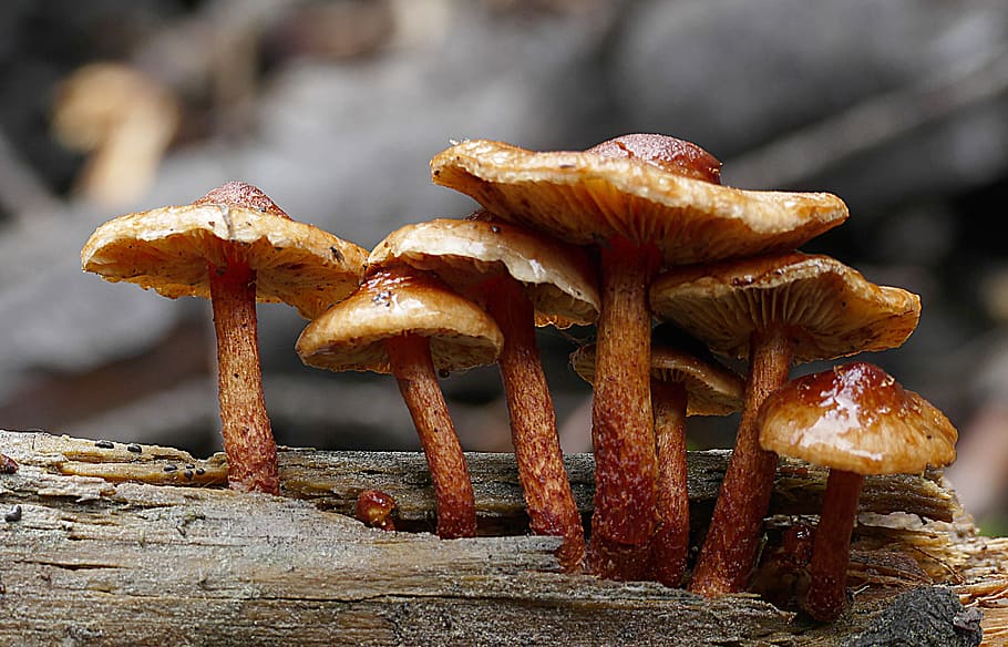 Sulphur, tufts, Hypholoma fasciculare, cluster of brown-white mushrooms, mushroom, fungus, food, close-up, vegetable, focus on foreground