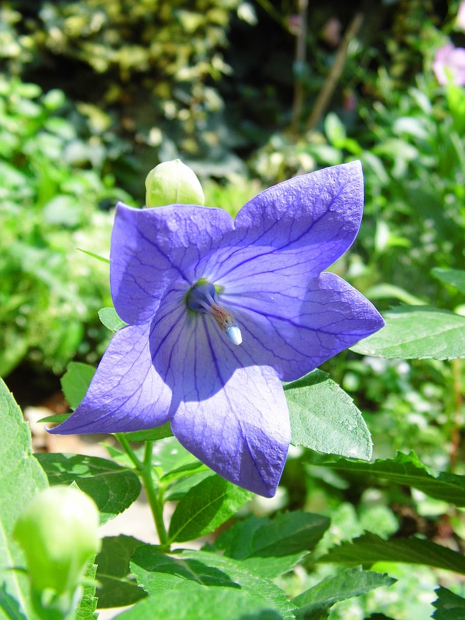 balónovník veľkokvetý, the chinese doorbell, blue flower, drugs, nature, flowering plant, flower, plant, fragility, vulnerability