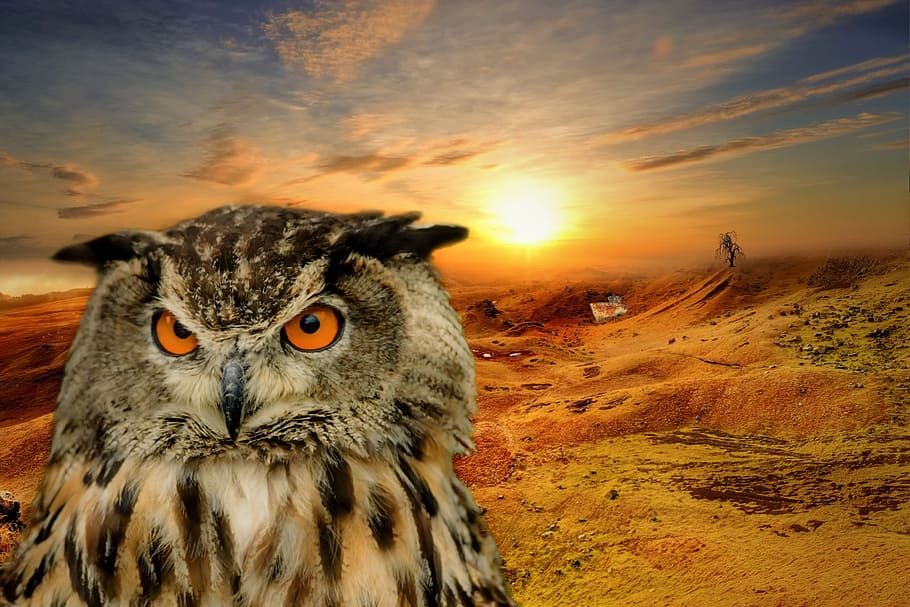 closeup, brown, background, Owl, Landscape, Fantasy, Atmosphere, Sun, sky, nature