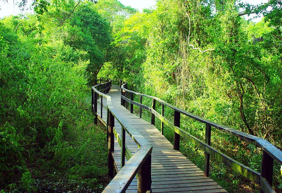 south africa, bridge, forest, wilderness area, plant, tree, railing, connection, green color, tranquility