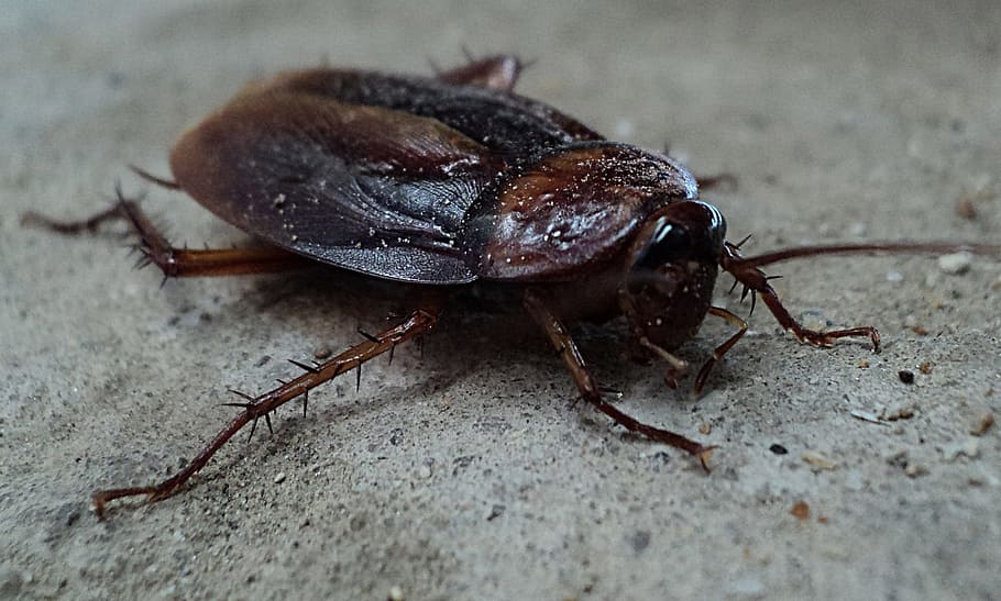 closeup, photography, black, brown, gray, concrete, pavement, Cockroach, Beetle, Pest, Insect