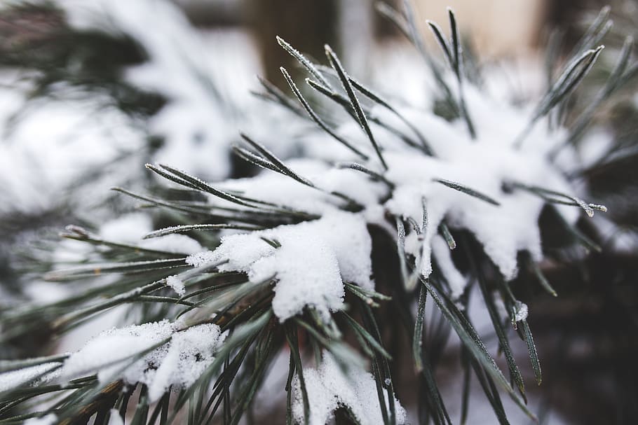 green, leafed, plant, covered, snow, pine, tree, evergreen, white, fresh
