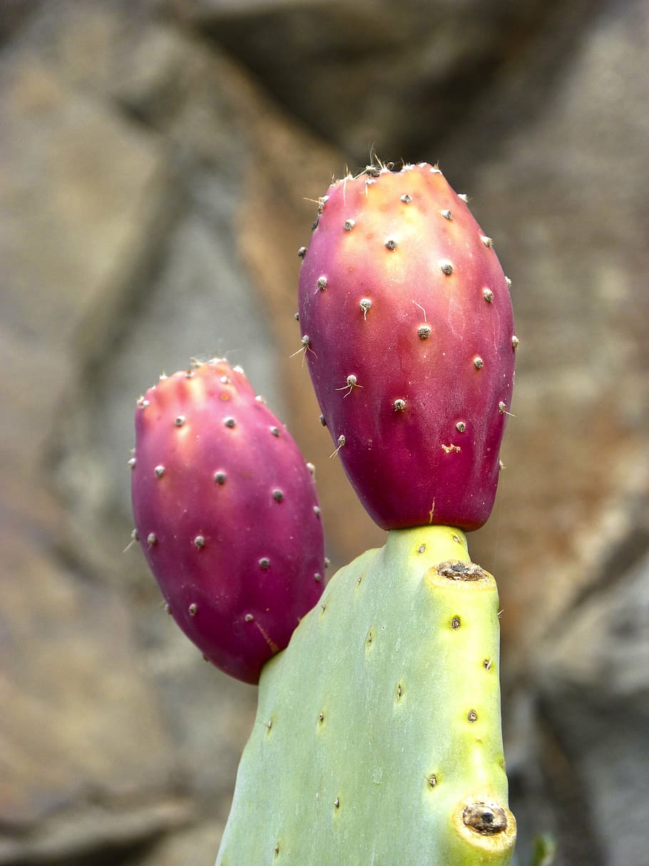 prickly pear, cactus, fruit, prickly Pear Cactus, nature, succulent plant, close-up, growth, healthy eating, focus on foreground