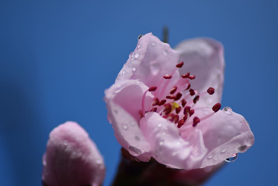 flor de cerezo, flor, durazno, color rosa, azul, primer plano, comida  dulce, fondo de color, dulce, foto de estudio | Pxfuel