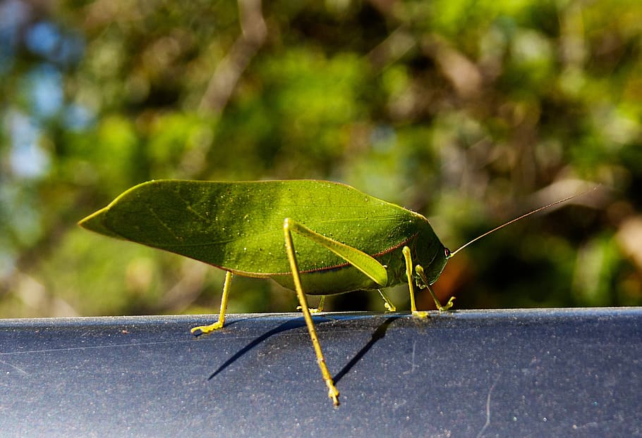 katydid, insect, animal themes, animal, invertebrate, animal wildlife, animals in the wild, one animal, green color, nature