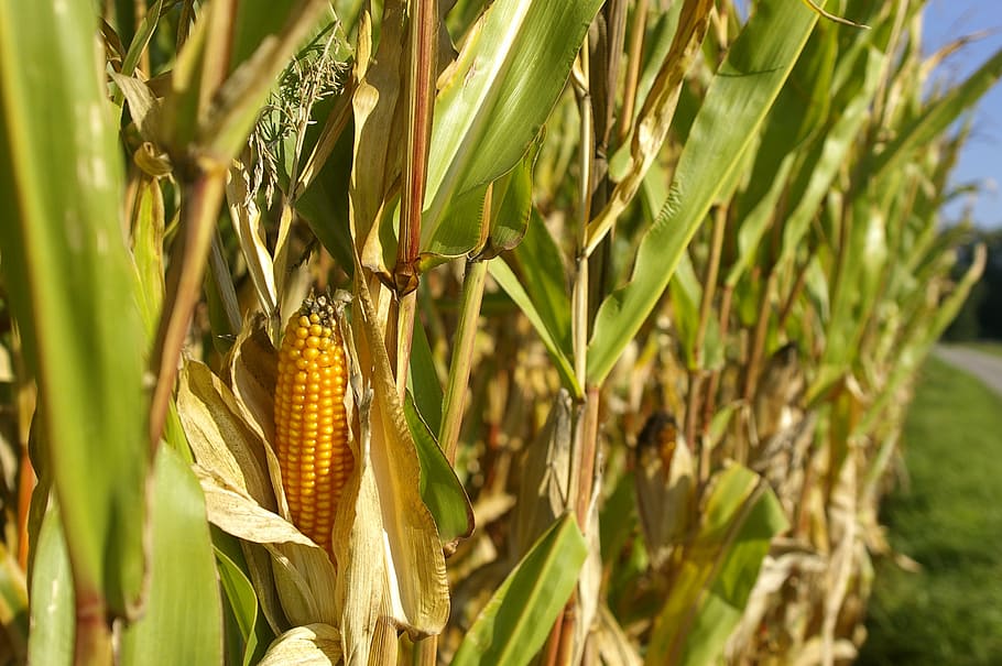 maizal, maíz, pistón, naturaleza, verano, cereales, verde, amarillo, planta, lejos