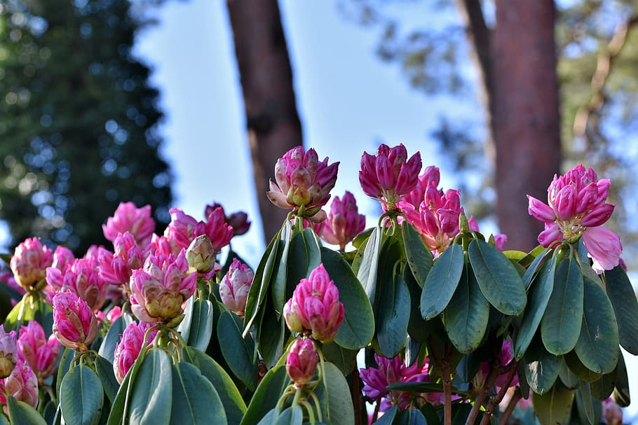rhododendron, rhododendron buds, rhododendron flower, bud, blossom, bloom, spring, bush, flowering shrub, garden