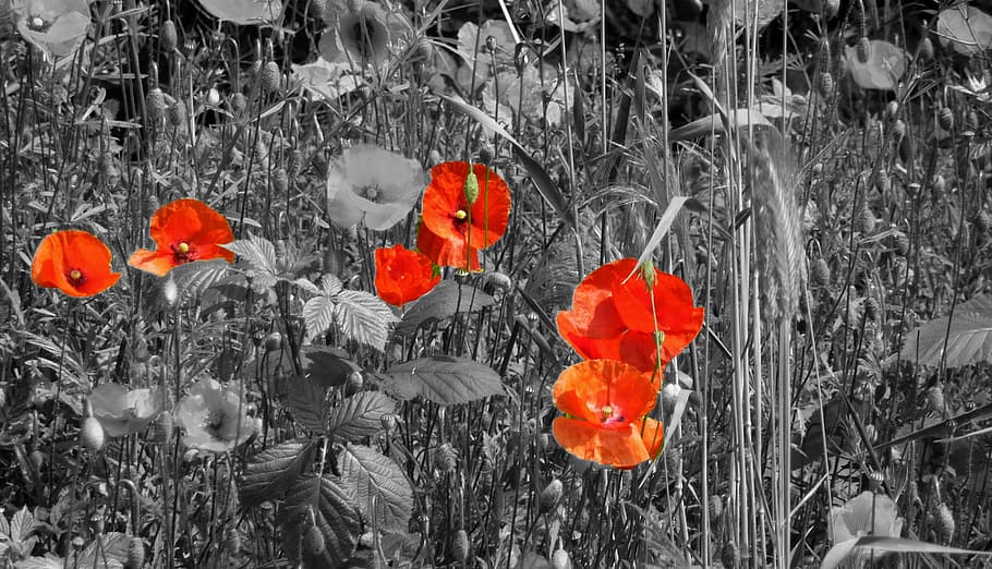 poppy, field of poppies, klatschmohn, red poppy, thriving mohnfeld, red, nature, poppy flower, meadow, flower