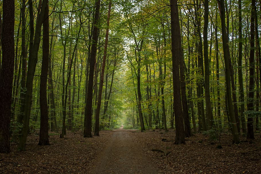 bosque verde, otoño, bosque, camino forestal, madera de haya, estado de ánimo, naturaleza, árbol, tranquilidad, belleza en la naturaleza