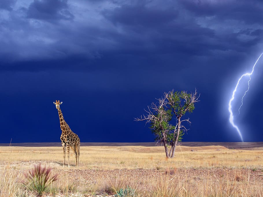 landscape, Giraffe, Lightning, Background, photos, landscapes, public domain, savannah, weather, nature