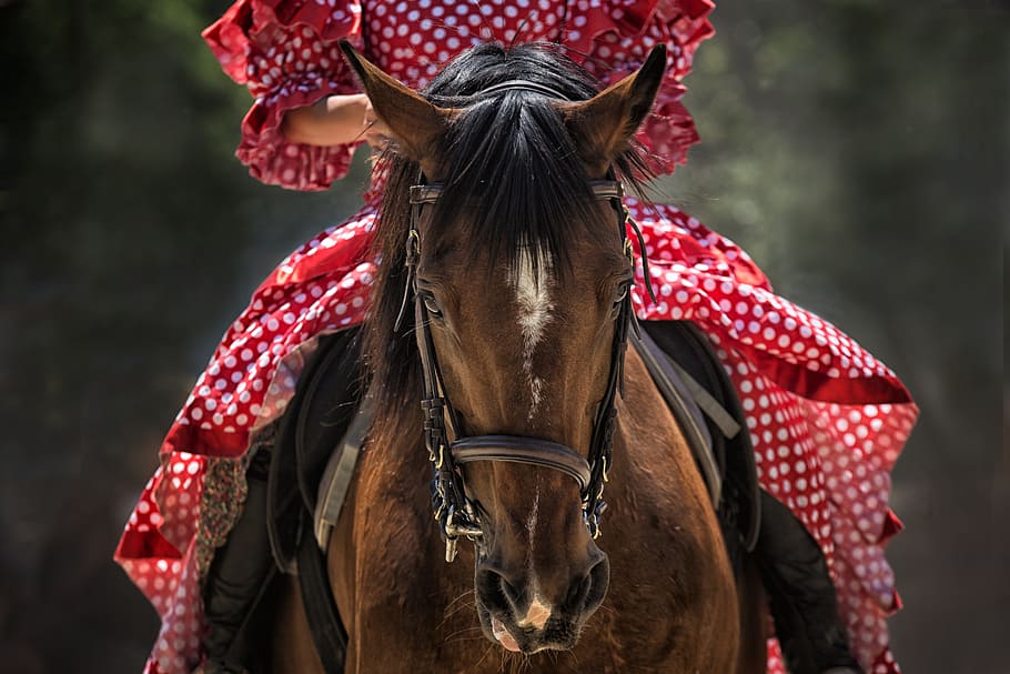 person, wearing, red, white, polka-dot clothes, riding, brown, black, horse, horse show
