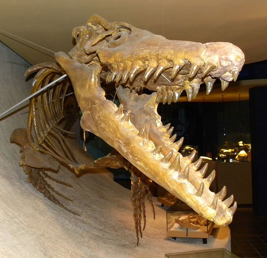 esqueleto de mosasaurio, cretáceo, fósil, fotos, dominio público, animal, mariscos, alimentos, parte del cuerpo animal, ninguna gente