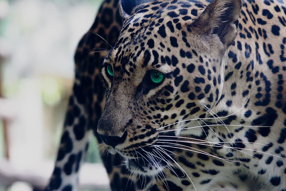 guepardo, india, maharashtra, aurangabad, salvaje, vida silvestre, fotografía de vida silvestre, gato, gato grande, leopardo