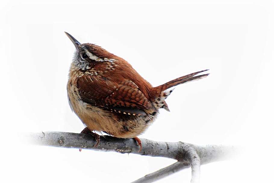 brown, long-beak bird perching, twig, birds, carolina wren, spring, wildlife, animal, animal themes, vertebrate