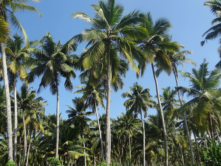coconut tree, plantation, coconut, nature, tree, landscape, agriculture, blue, kerala, palm