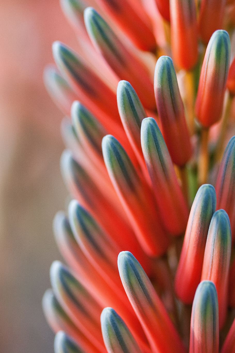 pink, blue, green, plant close-up photo, closeup photography, orange, teal, plant, flower, tender