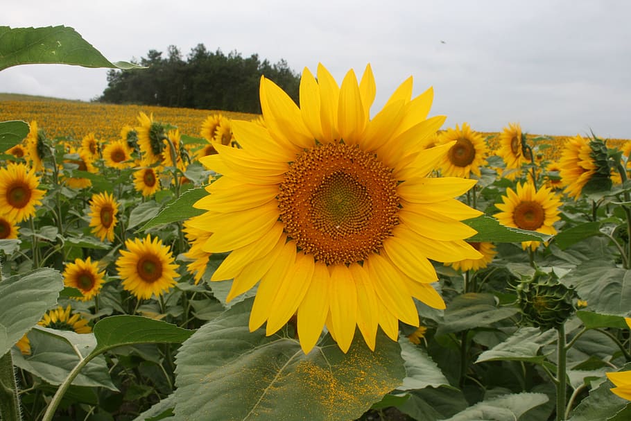 sunflower, flower, yellow, flowering plant, plant, growth, freshness, fragility, vulnerability, beauty in nature