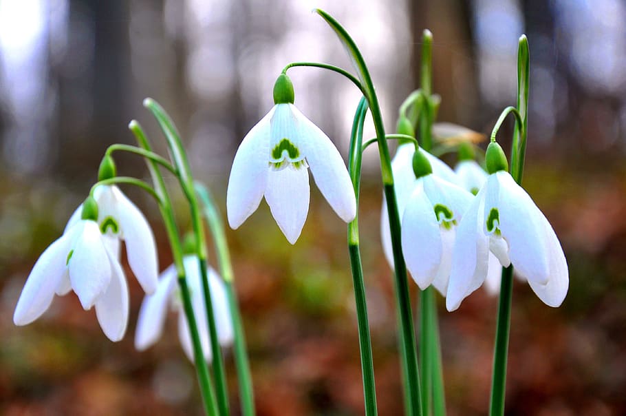 Primavera, Snowdrop, flor blanca, naturaleza, flor, planta, primer plano, belleza de la naturaleza, frescura, macro