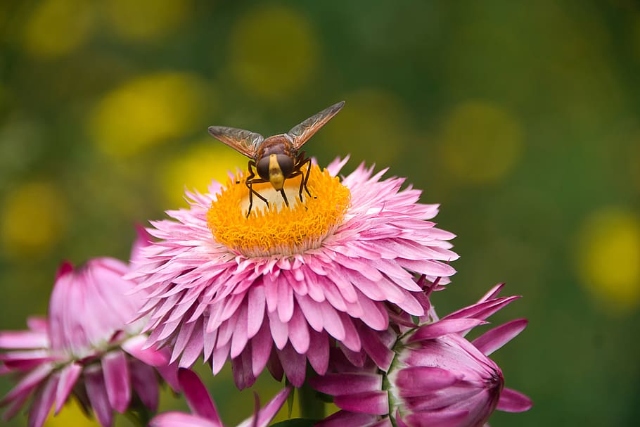aster, hoverfly, blossom, bloom, close up, flower, flowering plant, insect, invertebrate, one animal