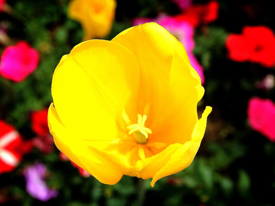 churros script, flowers, yellow, sunny, spring, days production flowers fair, republic of korea, flower, flowering plant, vulnerability