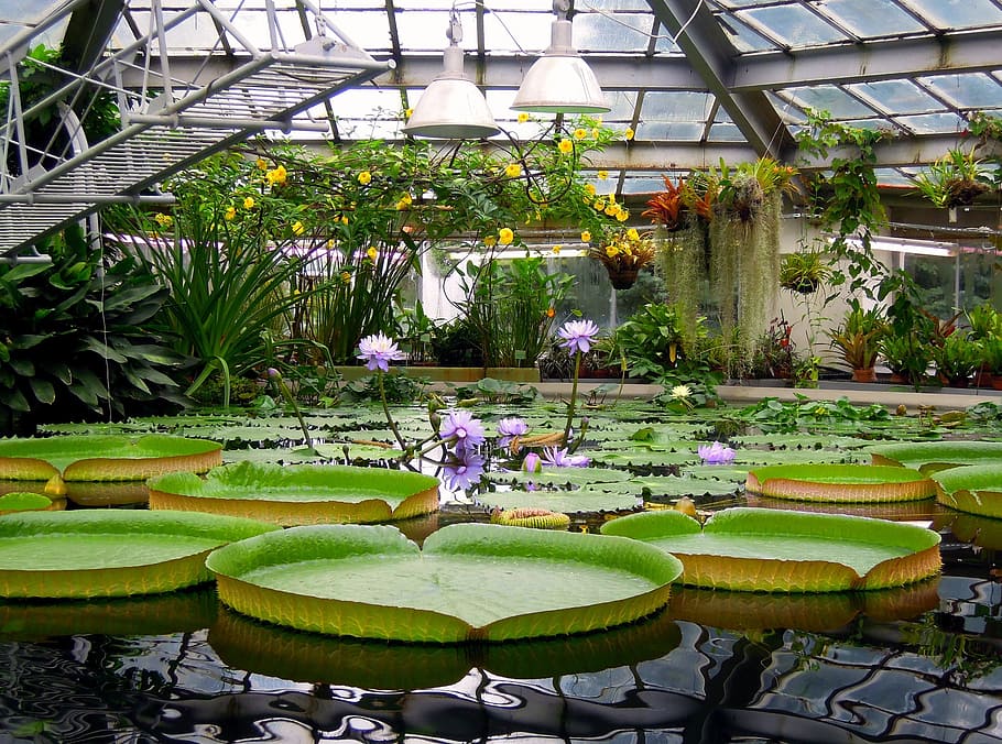 water lily, victoria, amazon, water, lily, water plants, flower, water plant, floating leaves, beautiful flower