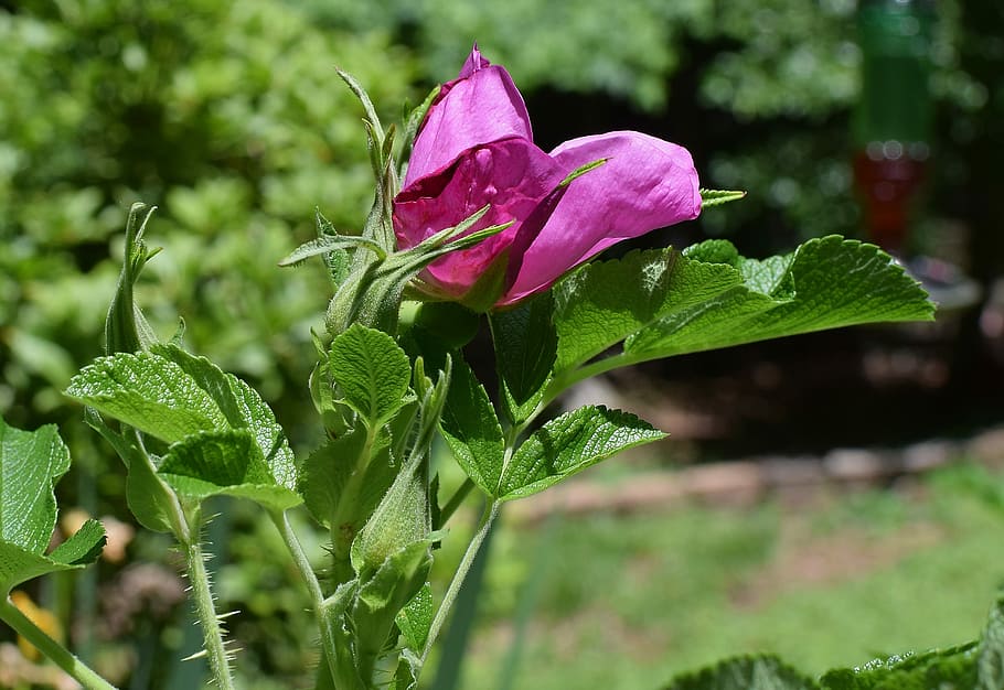 Buds, Rugosa Rose, opening rose, beautiful, flower, blossom, bloom, leaves, garden, nature