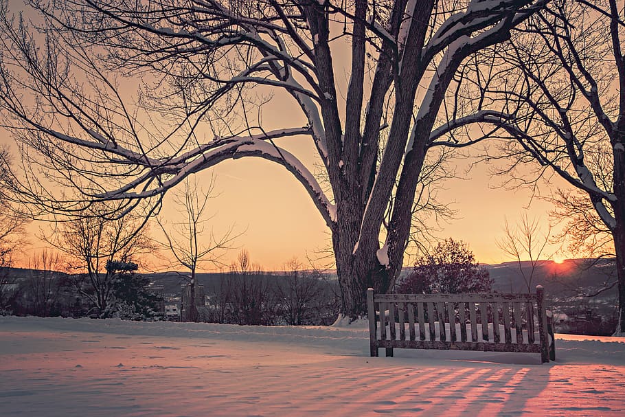 brown, wooden, bench, snow field, daytime, near, tree, sunset, trees, wood