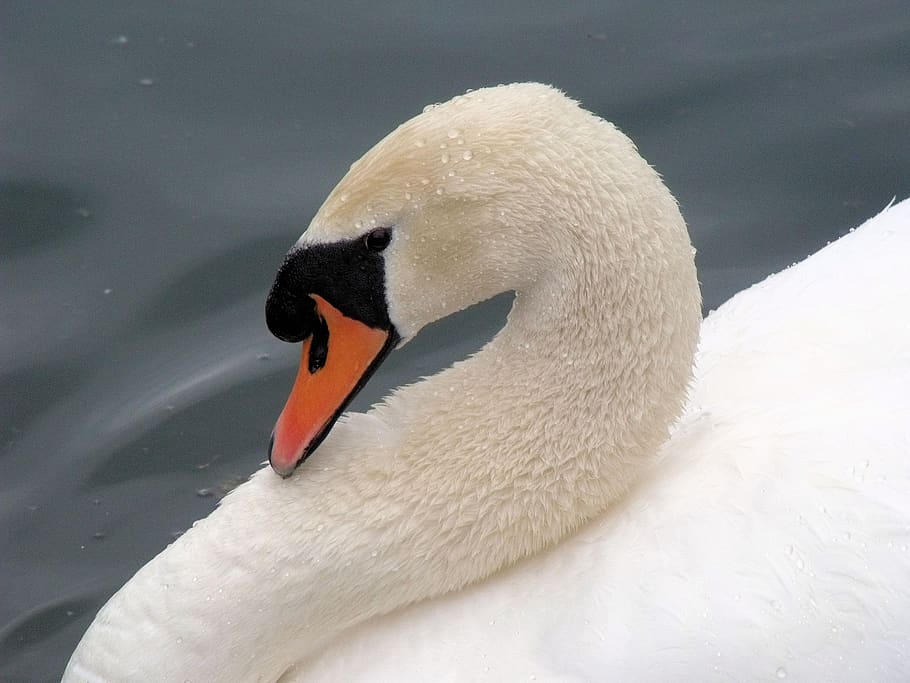 swan, bashful, bird, white, calm, elegance, feather, head, resting, animal themes