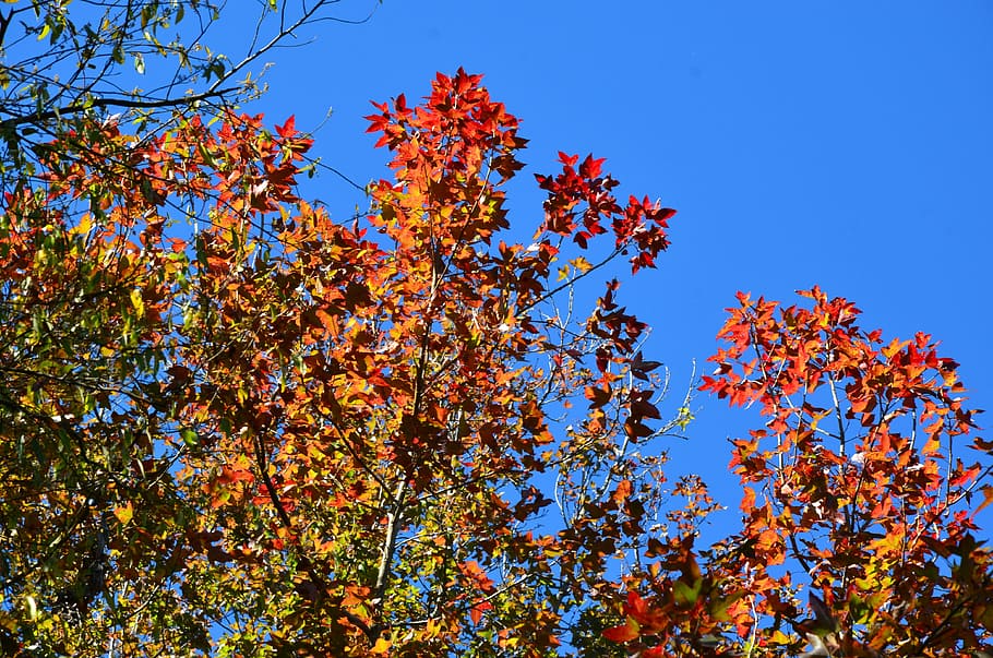 Осенний низкий. Klenovaya (“Maple”) Mount.