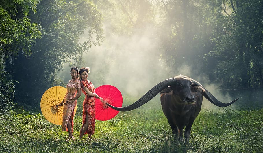 two, women, takes, long-horned animal, forest, daytime, lady, buffalo, young, happy