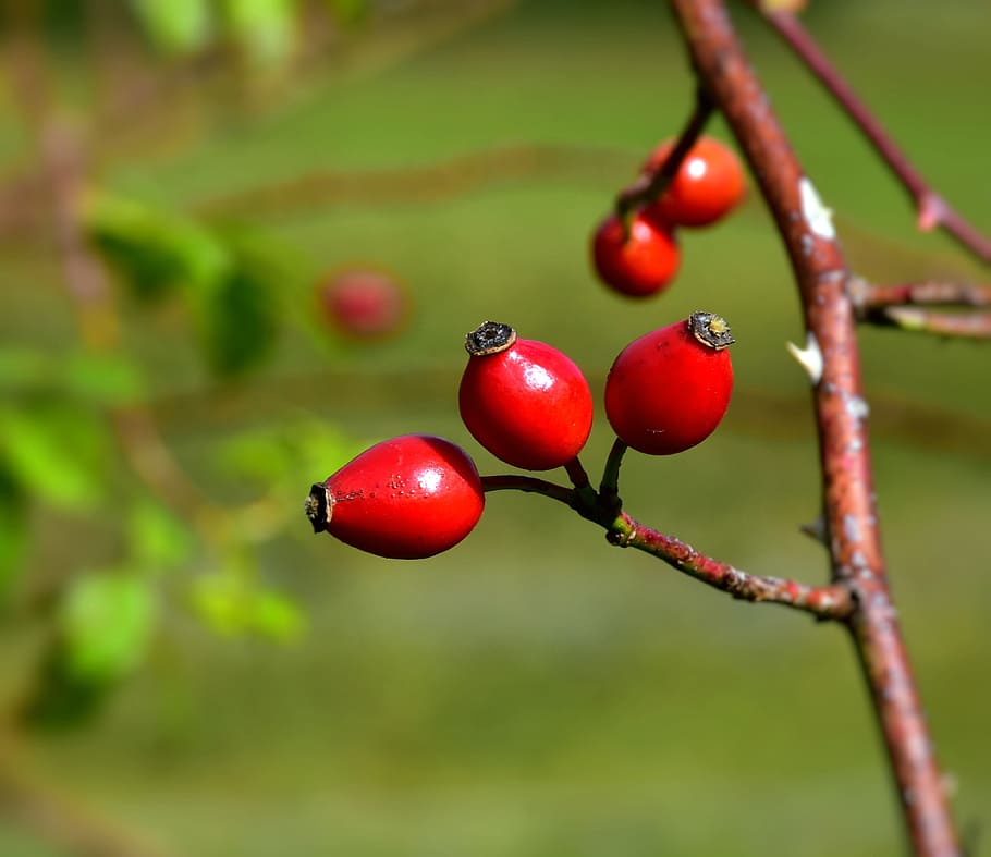 brown, tree branches, shallow, focus photography, rose hip, bush, rosebush, red, nature, autumn