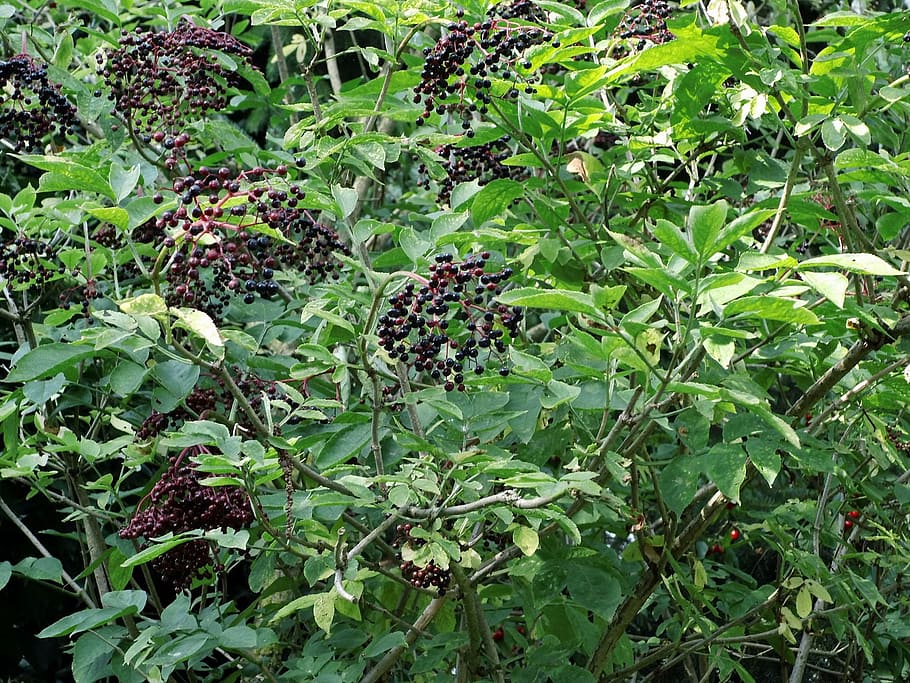 Elder, Bush, Berries, Holder, elder, bush, holder bush, black elderberry, fruit, leaf, food and drink
