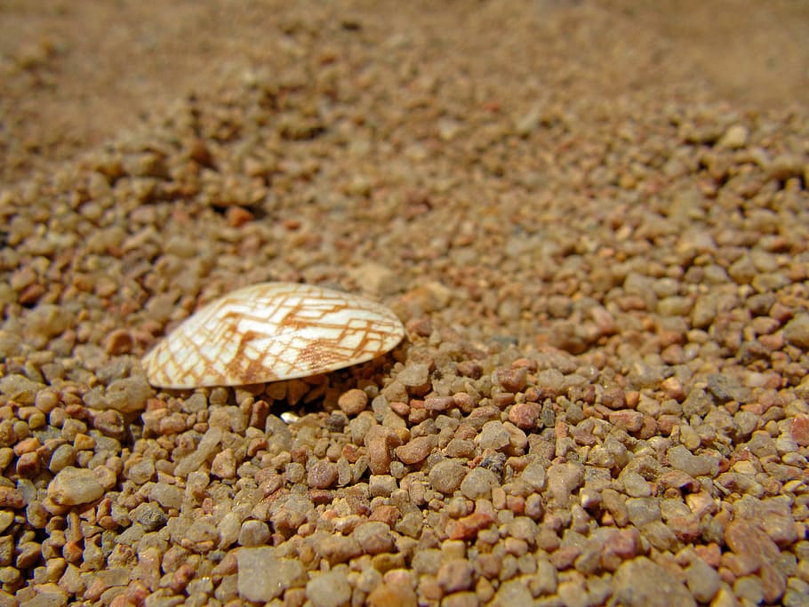 cockle shell, coarse grained sand, sea shell, beach, day, drought, dry, exoskeleton, focus, gravel