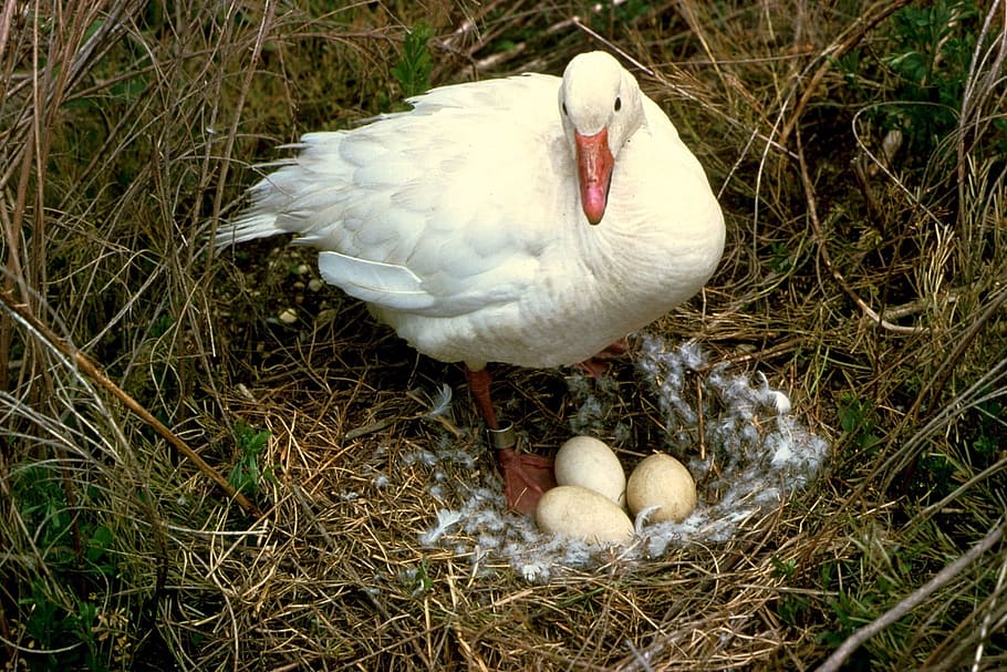 Snow Goose, Nest, Eggs, Bird, Nature, wildlife, white, beak, female, waterfowl
