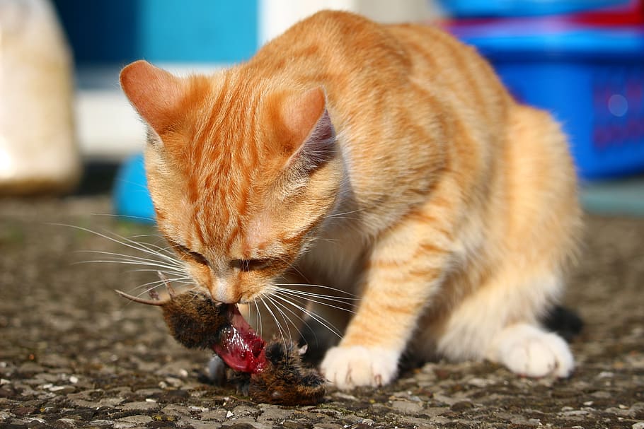 gato, gatinho, predador, rato, caça, comer, gato doméstico, gato malhado de cavala vermelha, gato vermelho, mamífero