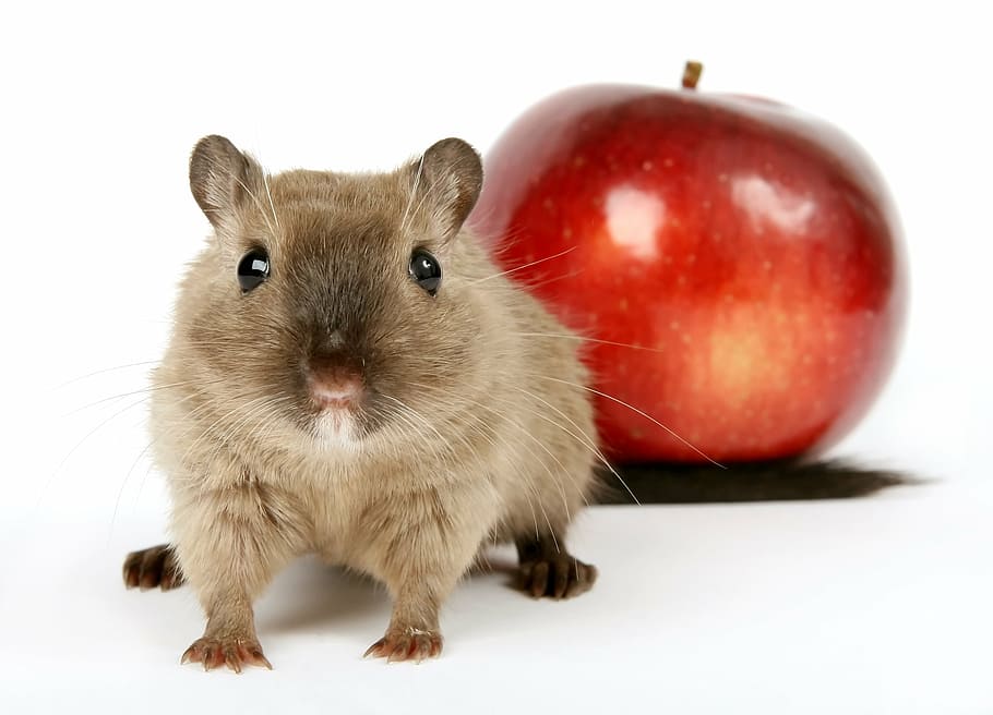 brown, hamster, red, apple, animal, breakfast, close, colorful, concept, conceptual