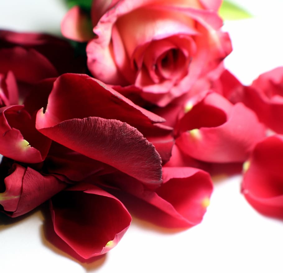 バラの花びら, 緩い, バラの花, バラ, 花, マルチカラー, 美しい, ピンク, 香り, ロマンチック