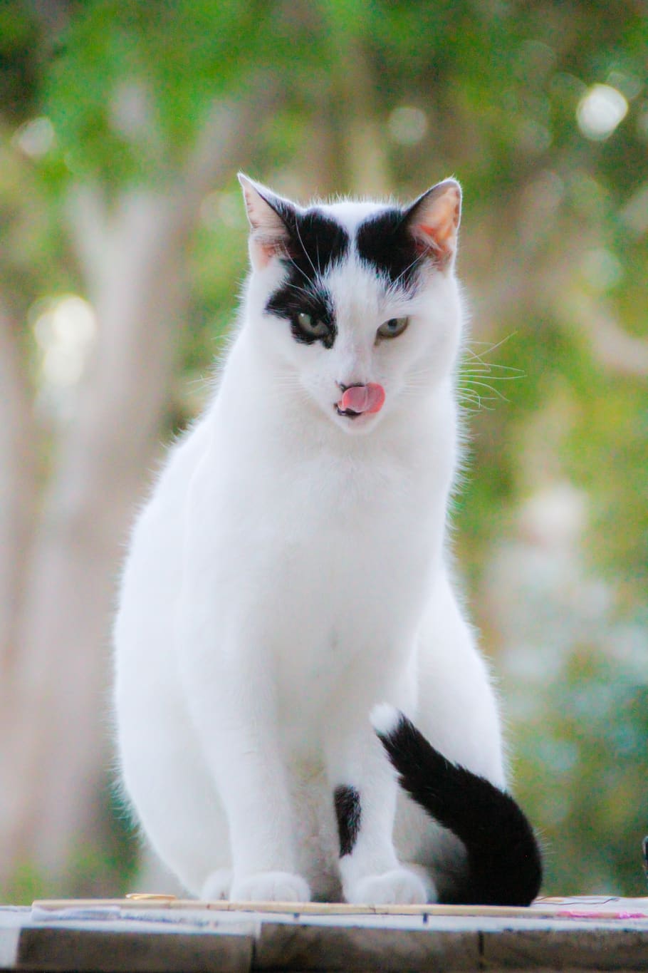 cat, white, kitten, pet, animal, fur, feline, eyes, kitty, tongue