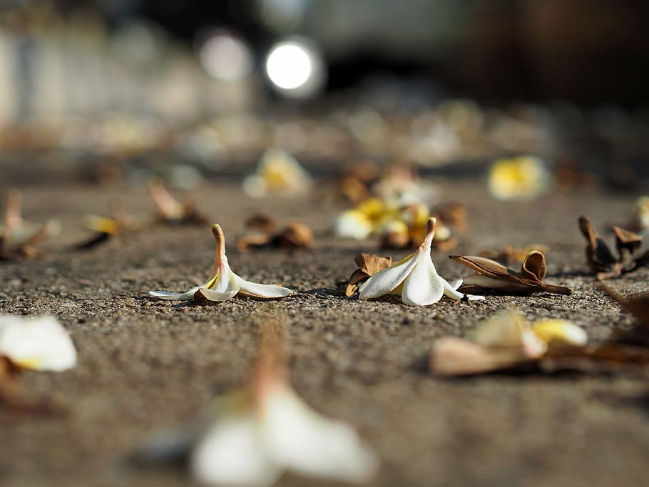 white, flowers, shallow, focus photography, more information, fragrapanti, alopecia, drop, ground, cement floor