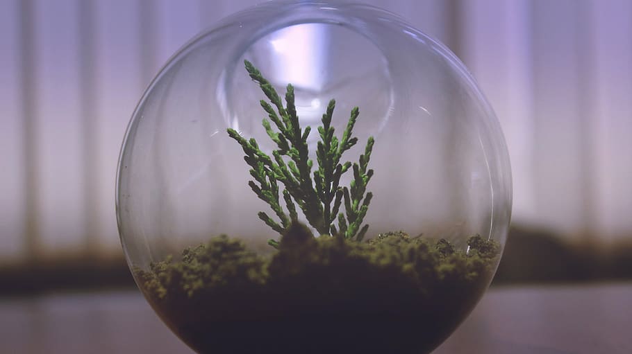 green, terrarium, selective, focus photography, plant, aquarium, display, glass, bowl, soil