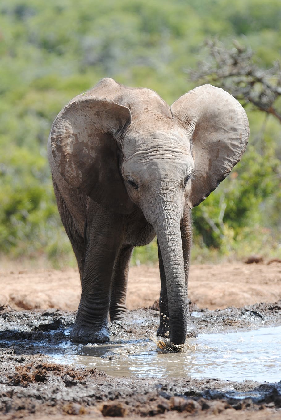 gajah, lubang air, Addo, Taman Addoel elephant, hewan, satwa liar, liar, Safari, alam, bagasi