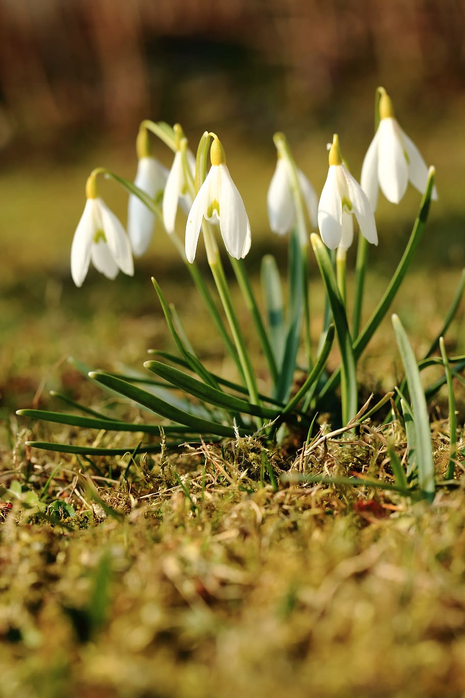 snowdrop, spring, flower, snowdrops, flowers, white, plant, growth, flowering plant, fragility