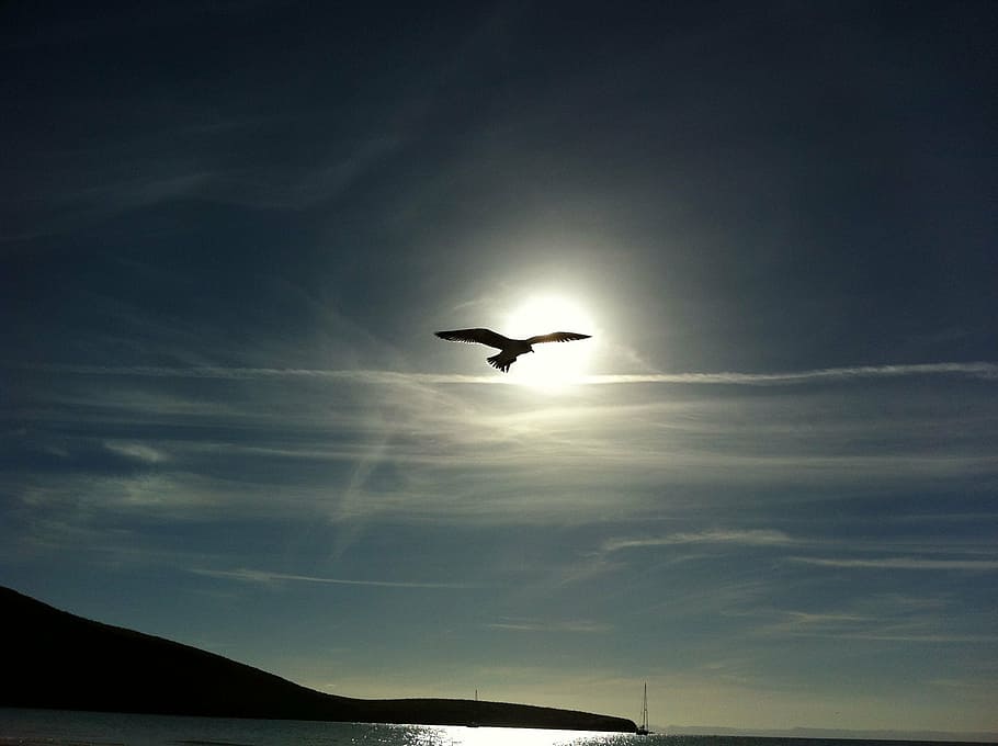 silhouette, flying, gull, daytime, los cabos, peace, padilla, mexico, sloop, jump