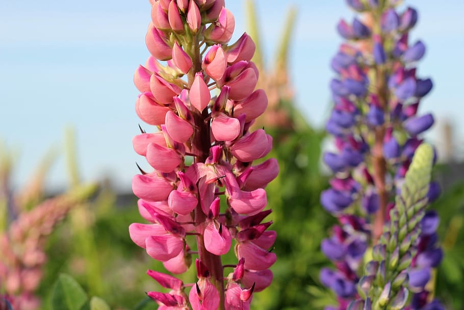Lupinus, Plant, Pink, Violet, Blossom, blooming, colorful, flower, purple, growth