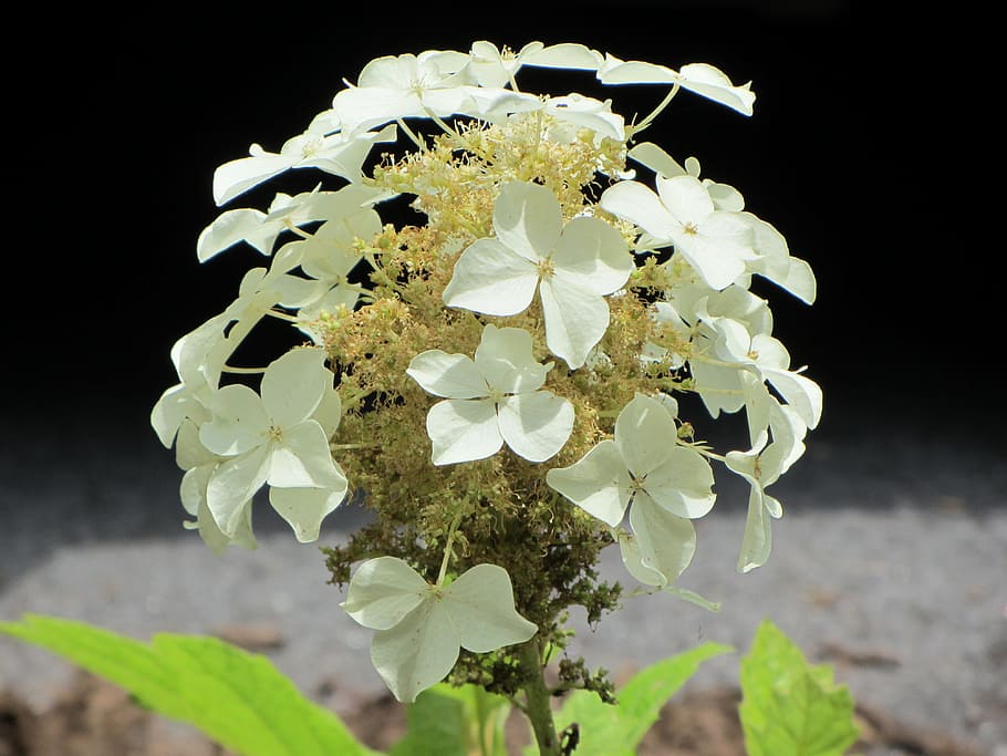 Hydrangea, White, Petals, Western Nc, white petals, flower, closeup, macro, nature, plant