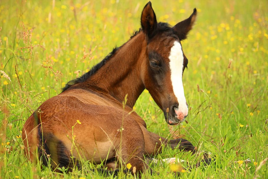 white, laying, green, grass field, Foal, Horse, Brown, Pasture, suckling, grass