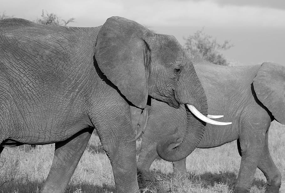 two, elephants, walking, grass field, elephant, safari, wild, mammal, african, trunk