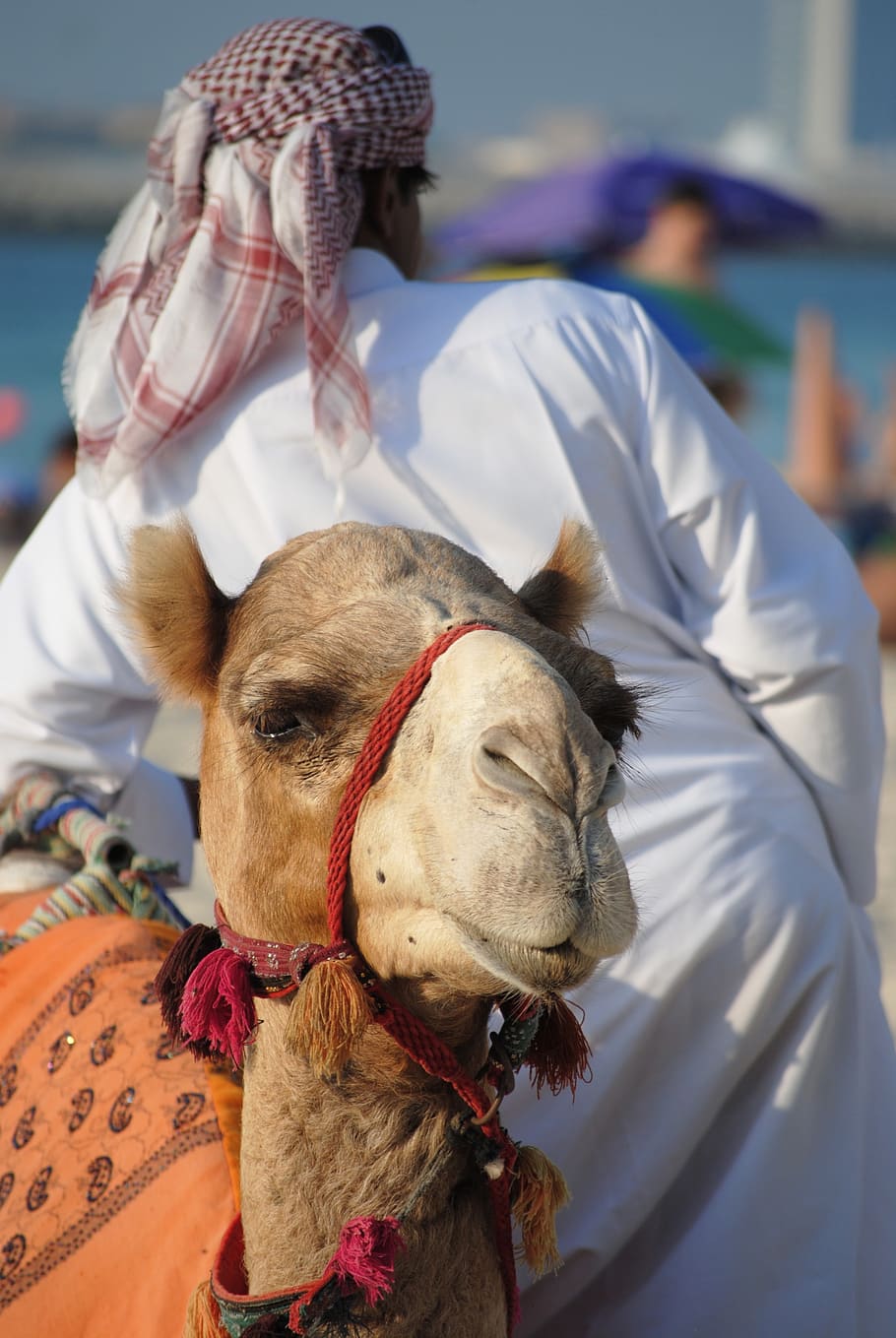 abu dhabi, dubai, emirates, orient, camel, sheikh, arabs, one animal, mammal, domestic animals