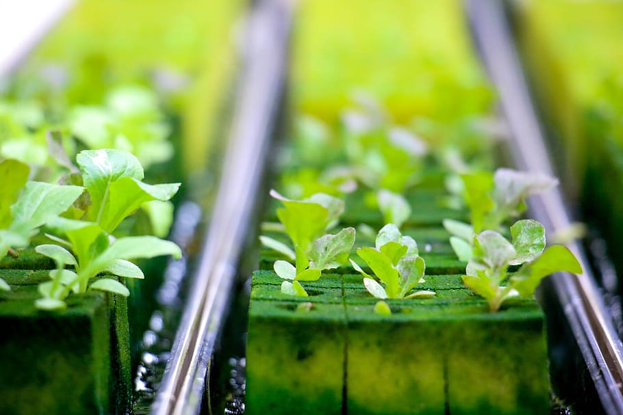 hydroponics, farmland, green, farm, plant, cultivating, agriculture, green color, growth, plant part