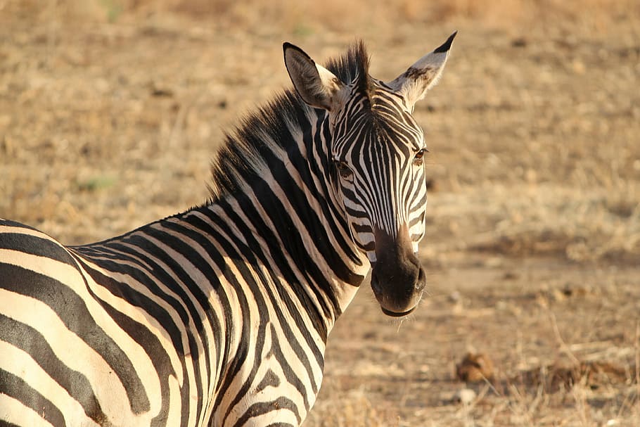selective, focus photo, zebra, zebra crossing, wild animal, safari, tanzania, evening sun, africa, savannah